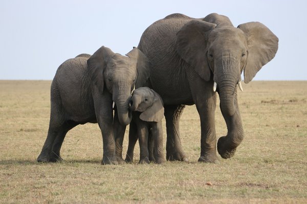 Quels sont les meilleurs spots pour observer les éléphants en Tanzanie?